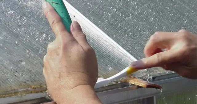 Polycarbonate greenhouse disinfection in autumn