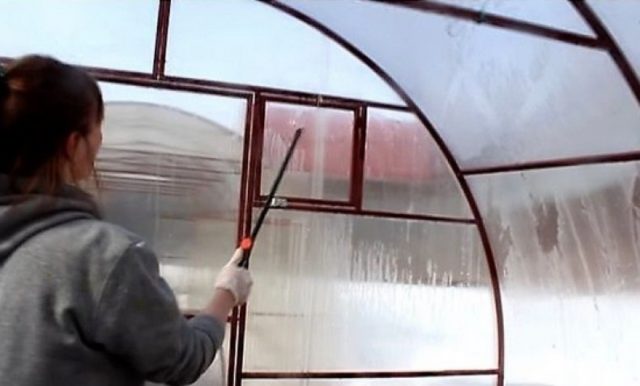 Polycarbonate greenhouse disinfection in autumn