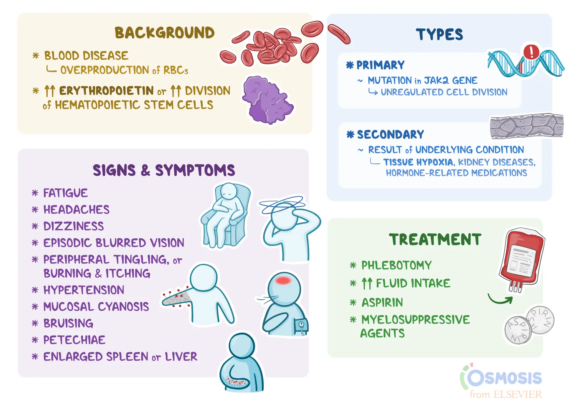 Polycythaemia Vera &#8211; causes, symptoms and treatment