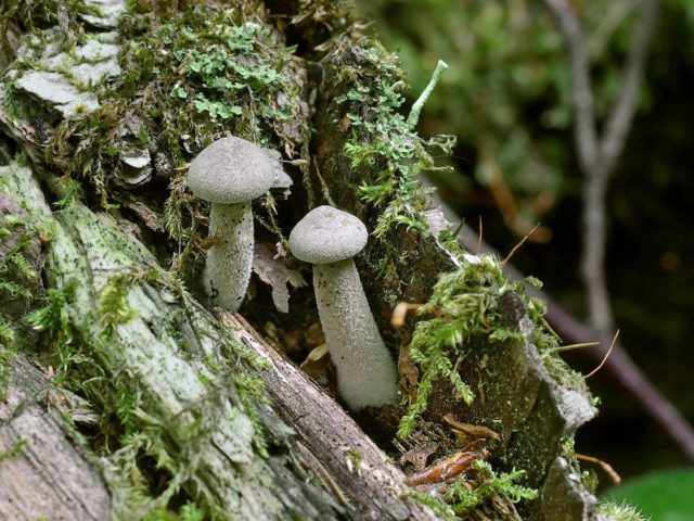 Polypore ciliated (Tinder fungus May): photo and description, characteristics