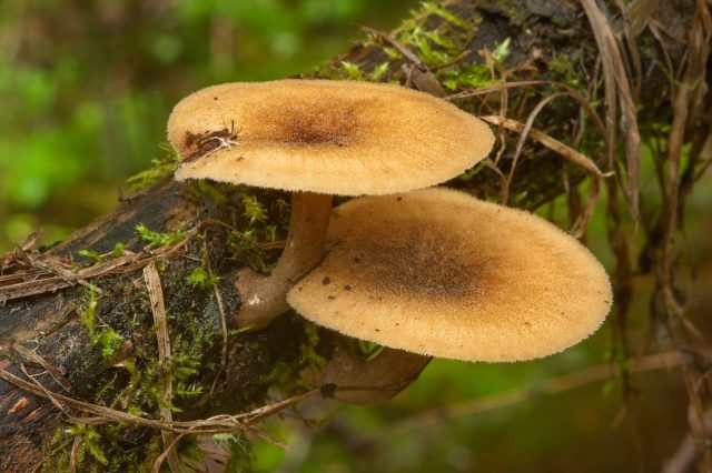 Polypore ciliated (Tinder fungus May): photo and description, characteristics