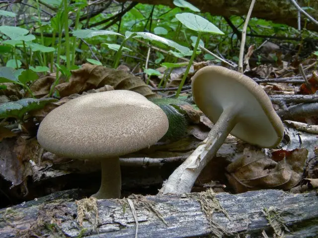 Polypore ciliated (Tinder fungus May): photo and description, characteristics