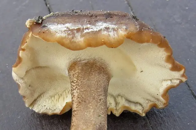 Polypore ciliated (Tinder fungus May): photo and description, characteristics