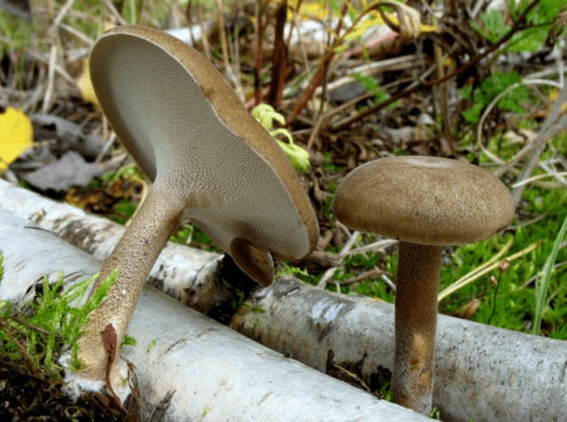 Polypore ciliated (Tinder fungus May): photo and description, characteristics