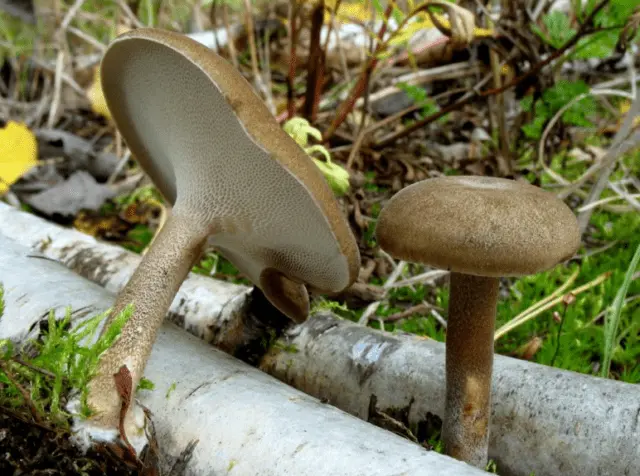 Polypore ciliated (Tinder fungus May): photo and description, characteristics