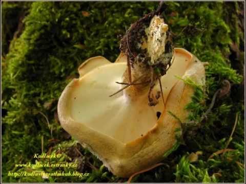 Polypore ciliated (Tinder fungus May): photo and description, characteristics