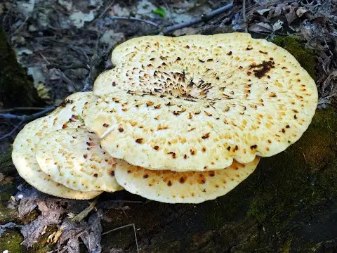 Polypore scaly (Cerioporus squamosus) photo and description