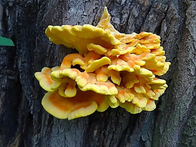 Polypore sulfur-yellow (chicken, mushroom chicken): photo and description, recipes