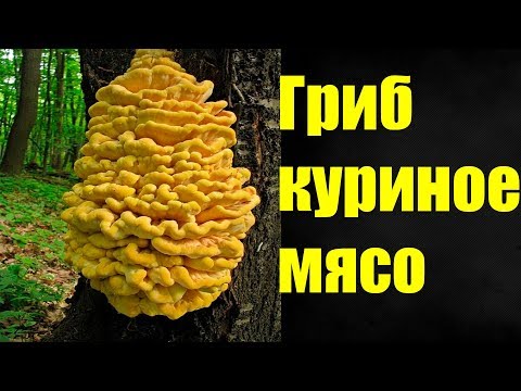 Polypore sulfur-yellow (chicken, mushroom chicken): photo and description, recipes