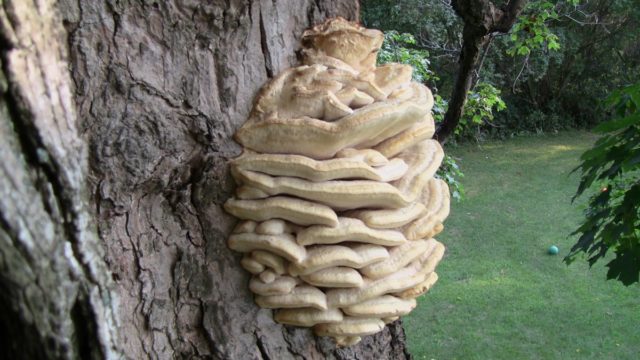 Polypore sulfur-yellow (chicken, mushroom chicken): photo and description, recipes