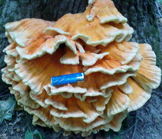 Polypore sulfur-yellow (chicken, mushroom chicken): photo and description, recipes