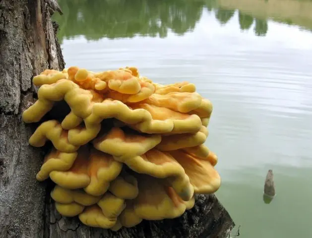 Polypore sulfur-yellow (chicken, mushroom chicken): photo and description, recipes