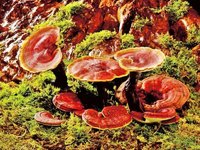 Polypore varnished (Reishi mushroom, Ganoderma): medicinal properties and contraindications, photo and description, reviews of doctors in oncology