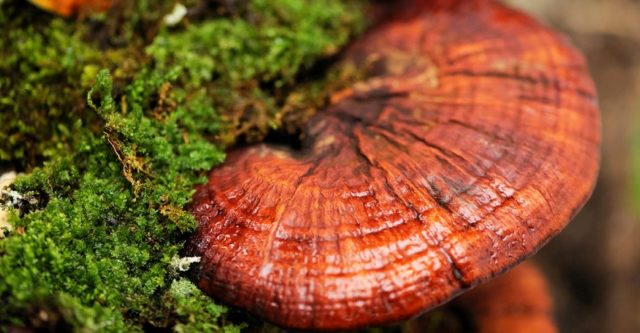 Polypore varnished (Reishi mushroom, Ganoderma): medicinal properties and contraindications, photo and description, reviews of doctors in oncology