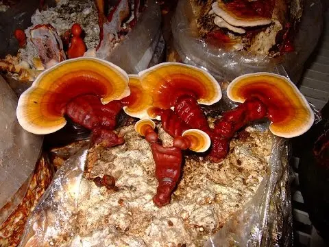 Polypore varnished (Reishi mushroom, Ganoderma): medicinal properties and contraindications, photo and description, reviews of doctors in oncology