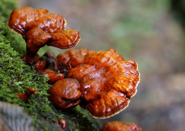 Polypore varnished (Reishi mushroom, Ganoderma): medicinal properties and contraindications, photo and description, reviews of doctors in oncology