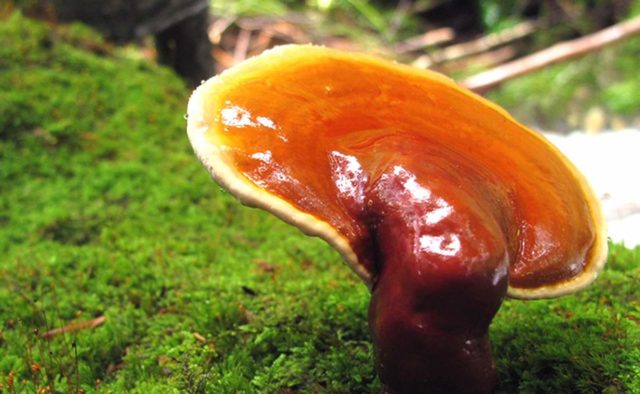 Polypore varnished (Reishi mushroom, Ganoderma): medicinal properties and contraindications, photo and description, reviews of doctors in oncology