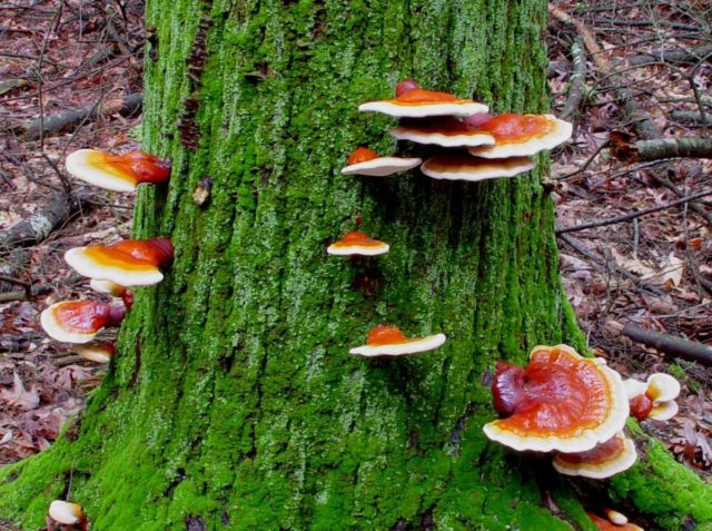 Polypore varnished (Reishi mushroom, Ganoderma): medicinal properties and contraindications, photo and description, reviews of doctors in oncology