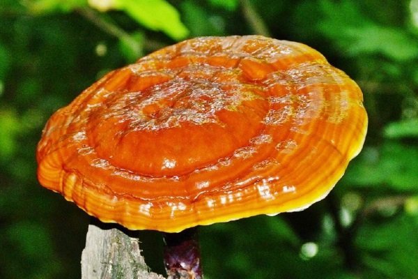 Polypore varnished (Reishi mushroom, Ganoderma): medicinal properties and contraindications, photo and description, reviews of doctors in oncology