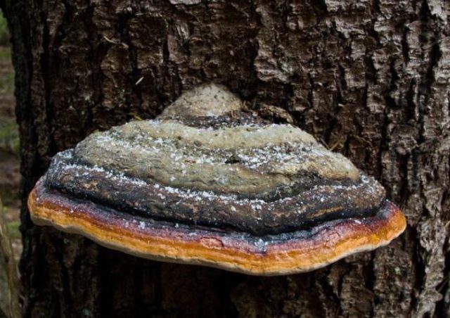 Polypore varnished (Reishi mushroom, Ganoderma): medicinal properties and contraindications, photo and description, reviews of doctors in oncology