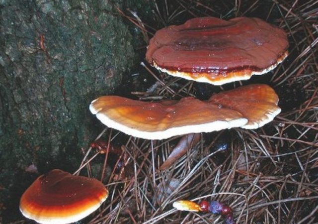 Polypore varnished (Reishi mushroom, Ganoderma): medicinal properties and contraindications, photo and description, reviews of doctors in oncology