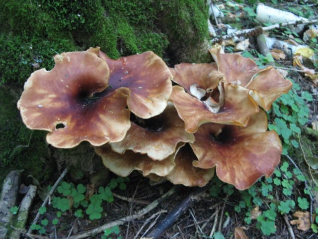 Polyporus badius: photo and description