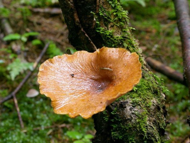 Polyporus badius: photo and description