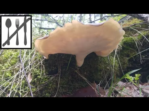 Polyporus badius: photo and description