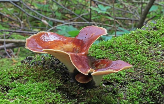 Polyporus badius: photo and description