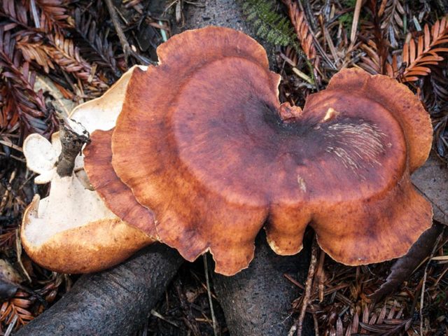 Polyporus badius: photo and description