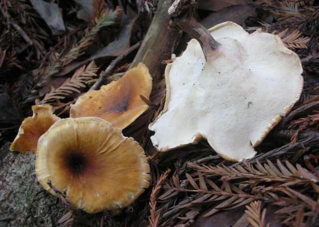 Polyporus badius: photo and description