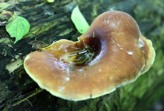 Polyporus badius: photo and description