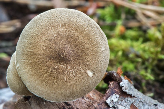 Polyporus badius: photo and description