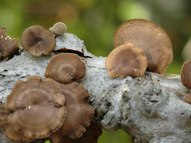 Polyporus badius: photo and description