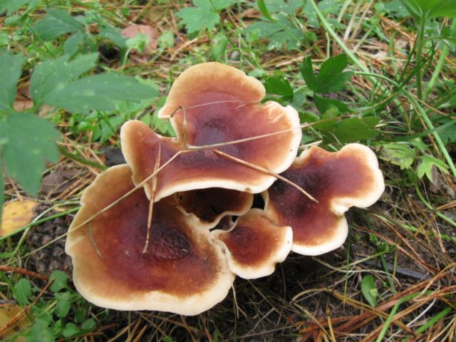 Polyporus badius: photo and description