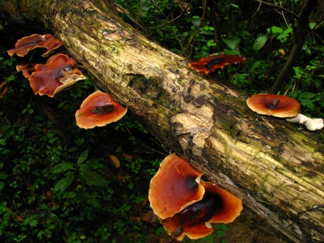 Polyporus black-footed (Tinder black-footed): photo and description