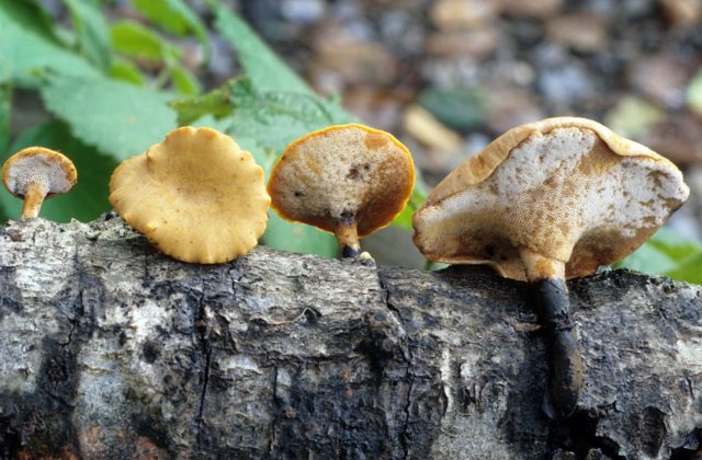 Polyporus black-footed (Tinder black-footed): photo and description