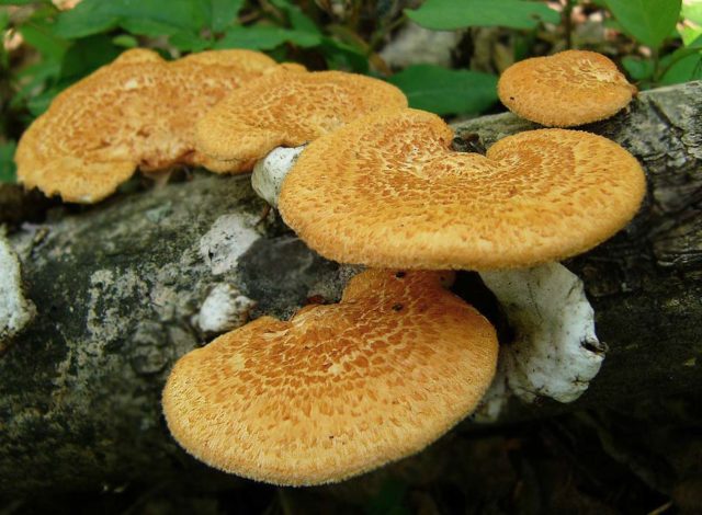 Polyporus cellular (alveolian, Polyporus cellular): photo and description