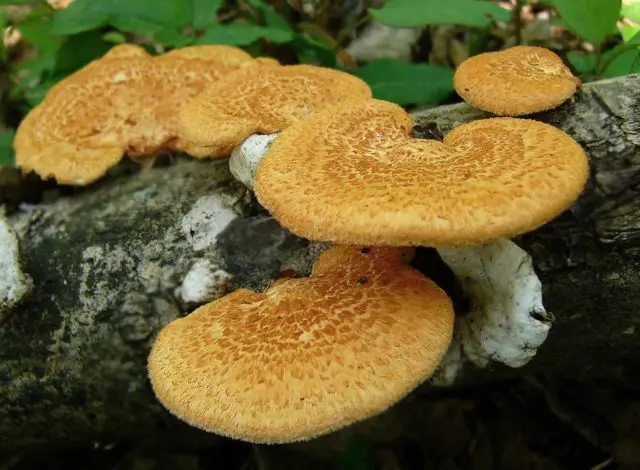 Polyporus cellular (alveolian, Polyporus cellular): photo and description