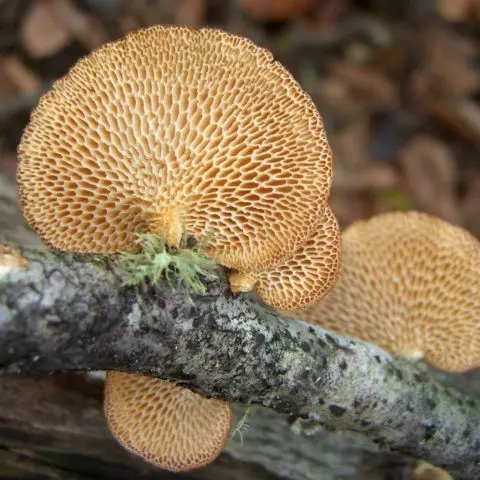 Polyporus cellular (alveolian, Polyporus cellular): photo and description