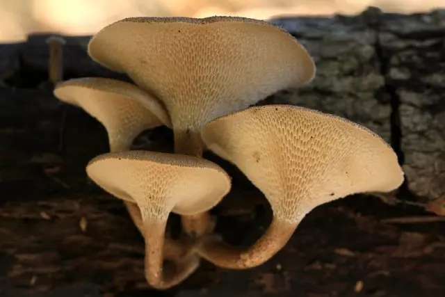 Polyporus cellular (alveolian, Polyporus cellular): photo and description