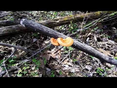 Polyporus cellular (alveolian, Polyporus cellular): photo and description