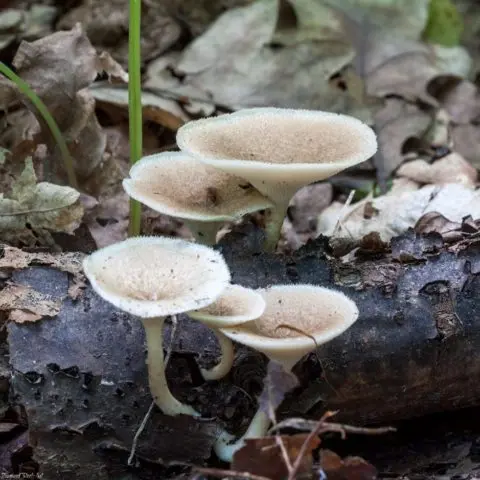 Polyporus pitted (Tinder pitted): photo and description, application