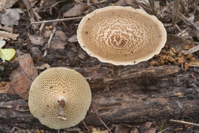 Polyporus pitted (Tinder pitted): photo and description, application