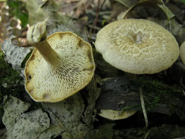 Polyporus pitted (Tinder pitted): photo and description, application