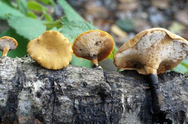 Polyporus pitted (Tinder pitted): photo and description, application