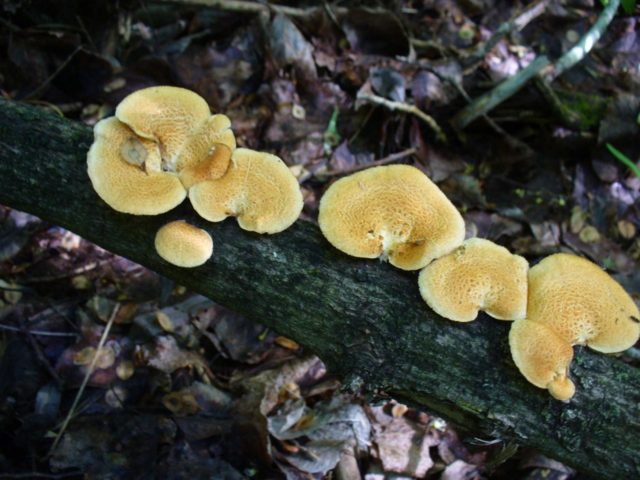 Polyporus pitted (Tinder pitted): photo and description, application