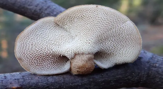 Polyporus pitted (Tinder pitted): photo and description, application