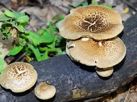 Polyporus pitted (Tinder pitted): photo and description, application