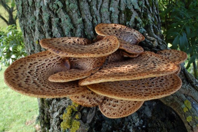 Polyporus squamosus: photo and description, recipe for preparation